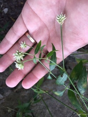 Alternanthera flavescens