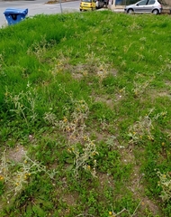 Solanum elaeagnifolium