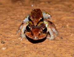 Pristimantis zeuctotylus