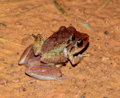 Pristimantis zeuctotylus