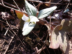 Trillium nivale