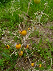 Solanum elaeagnifolium