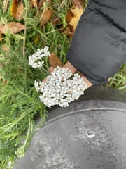 Achillea millefolium