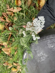 Achillea millefolium