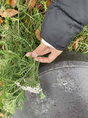 Achillea millefolium