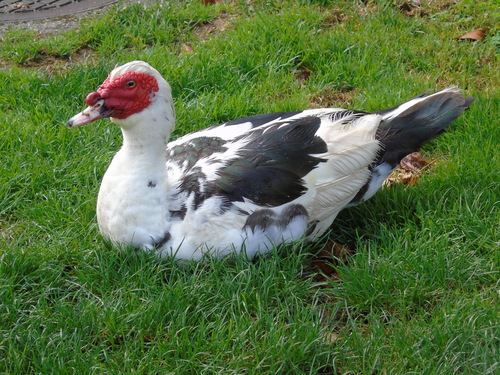 Pato real doméstico (Aves Urbanas Cerro del Padre) · iNaturalist