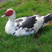 Domestic Muscovy Duck - Photo (c) Fernando Losada Rodríguez, some rights reserved (CC BY-SA)