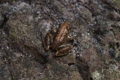 Litoria meiriana