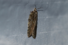 Acleris chalybeana