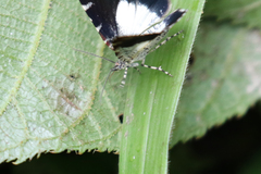 Heterusia