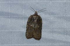 Acleris chalybeana