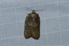 Acleris chalybeana