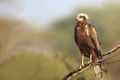Western Marsh Harrier photo 5