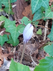 Crocus speciosus