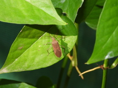 Paradasynus longirostris