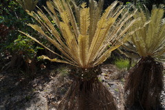 Cycas calcicola