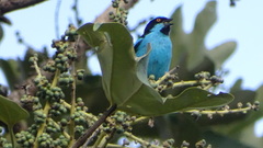 Dacnis hartlaubi