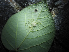 Chrysso lingchuanensis