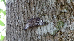 Hamadryas fornax