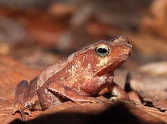 Rhinella castaneotica