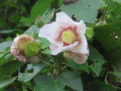 Hibiscus makinoi