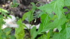 Heliconius sara