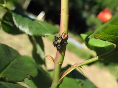 Phiale roburifoliata