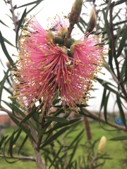 Melaleuca citrina