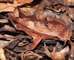 Rhinella castaneotica