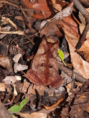 Rhinella castaneotica