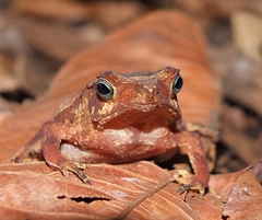 Rhinella castaneotica