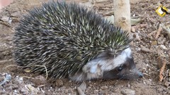 Paraechinus