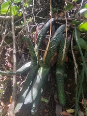 Gasteria carinata