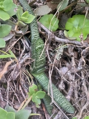 Gasteria carinata