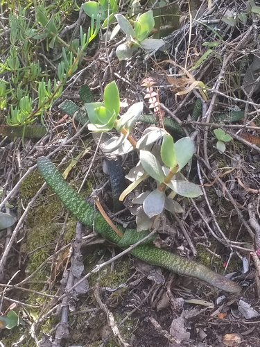 Gasteria carinata