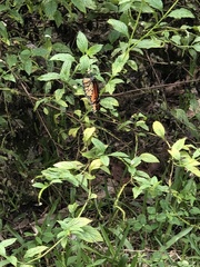 Danaus plexippus