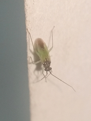 Cyrtorhinus lividipennis