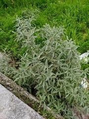 Solanum elaeagnifolium
