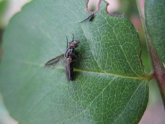 Phiale roburifoliata