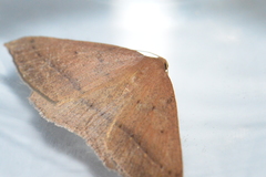 Palaeaspilates inoffensa