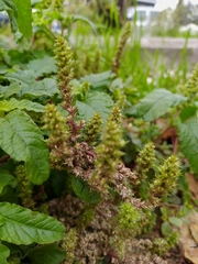 Amaranthus