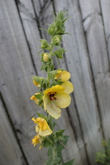Verbascum creticum