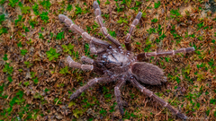 Thrigmopoeus truculentus