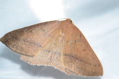 Palaeaspilates inoffensa