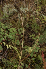 Astragalus laxmannii