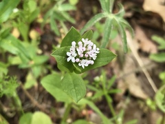 Plectritis macrocera
