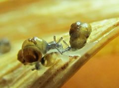 Pupisoma dioscoricola