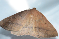 Palaeaspilates inoffensa