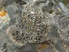 Button and Allied Lichens - Photo (c) Jason Hollinger, some rights reserved (CC BY)