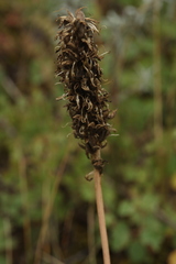 Astragalus laxmannii